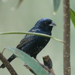 Blue Black Grassquit - Zoo København - 26.05.25