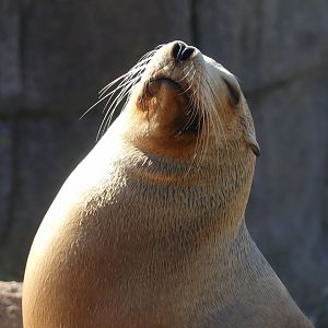 California Sea Lion - Zoo København - 26.05.25