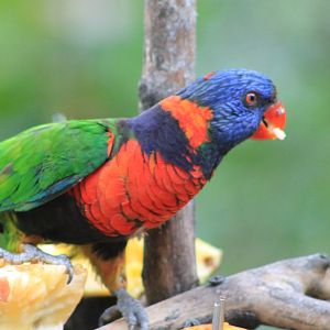 Red-collared Lorikeet (Trichoglossus rubritorquis)