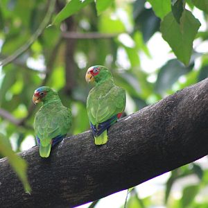 White-fronted Amazon (Amazona albifrons)