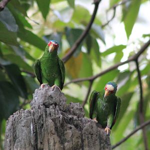 White-fronted Amazon (Amazona albifrons)