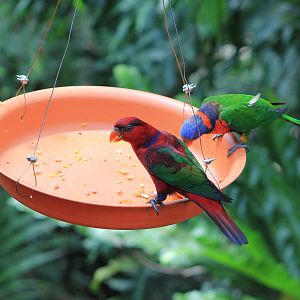 Hybrid lory and Red-collared Lorikeet