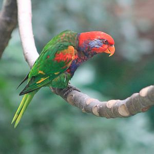 Hybrid lorikeet