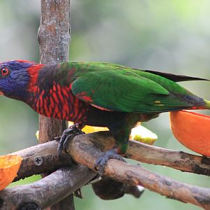 Hybrid lorikeet
