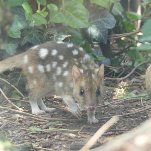 Eastern Quoll - Zoo København - 26.05.25
