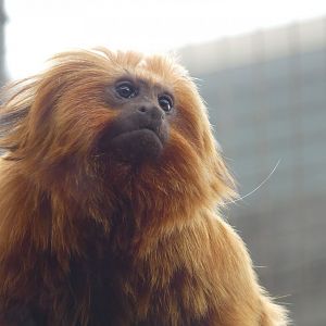 Golden Lion Tamarin - Zoo København - 26.05.25