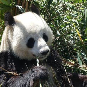 Giant Panda - Zoo København - 26.05.25
