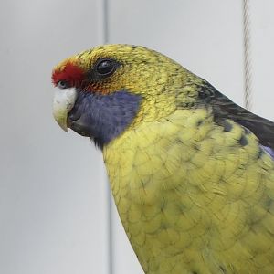 Green/Tasmanian Rosella (I) - Zoo København - 26.05.25