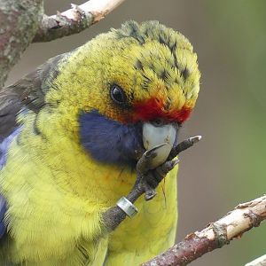Green (Tasmanian) Rosella (II) - Zoo København - 26.05.25
