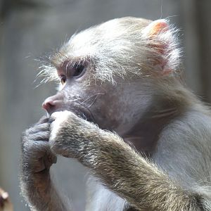 juvenile Hamadryas Baboon - Zoo København - 26.05.25