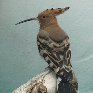 Eurasian Hoopoe - Zoo København - 26.05.25