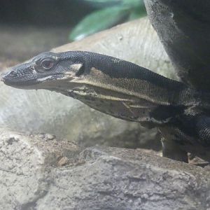 Lace Monitor - Zoo København - 26.05.25