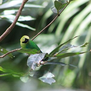 Blue-winged Leafbird (Chloropsis cochinchinensis)
