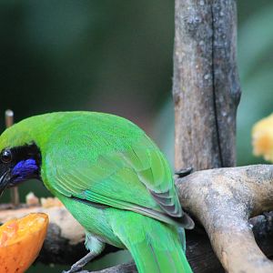 Golden-fronted Leafbird (Chloropsis aurifrons)