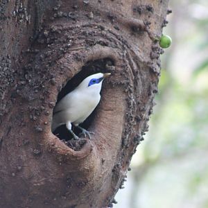 Bali Mynah (Leucopsar rothschildi)