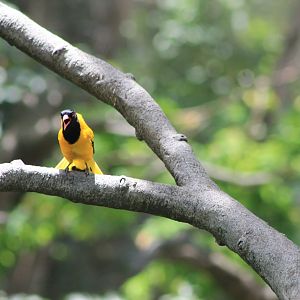 Black-hooded Oriole (Oriolus xanthornus)