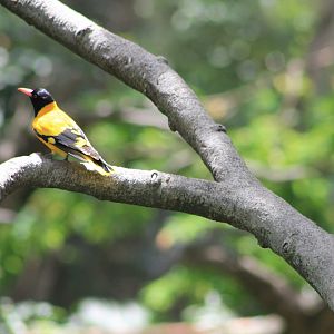 Black-hooded Oriole (Oriolus xanthornus)