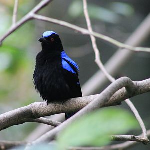 Asian Fairy Bluebird (Irena puella)