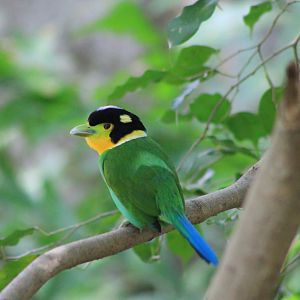 Long-tailed Broadbill (Psarisomus dalhousiae)