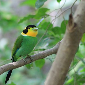 Long-tailed Broadbill (Psarisomus dalhousiae)