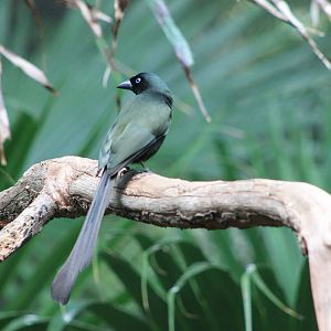 Racket-tailed Treepie (Crypsirina temia)