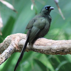 Racket-tailed Treepie (Crypsirina temia)