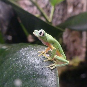 Lemur Leaf Frog - Zoo København - 26.05.25