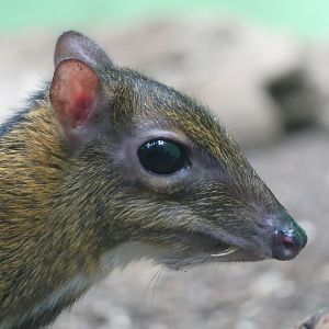 Lesser Mousedeer - Zoo København - 26.05.25