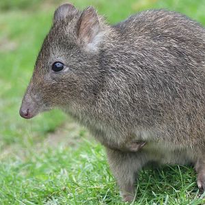 Long Nosed Potoroo - Zoo København - 26.05.25