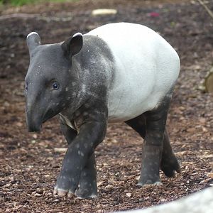 juvenile Malayan Tapir - Zoo København - 26.05.25