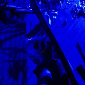 Moholi Bushbaby - Zoo København - 26.05.25