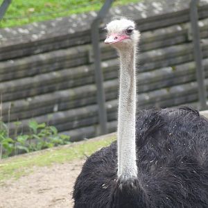 Ostrich - Zoo København - 26.05.25