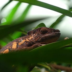 female Panther Chameleon - Zoo København - 26.05.25