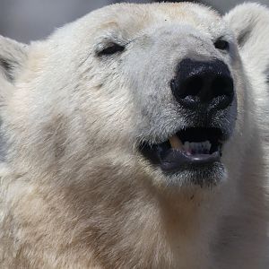 Polar Bear - Zoo København - 26.05.25