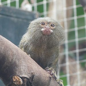 Pygmy Marmoset - Zoo København - 26.05.25