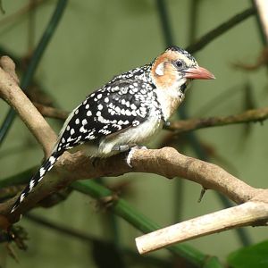 Red and Yellow Barbet - Zoo København - 26.05.25