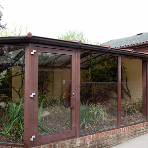 Common Cusimanse Enclosure