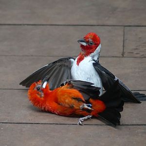 Red Cowled Cardinal x Brazilian Tanager - Zoo København - 26.05.25