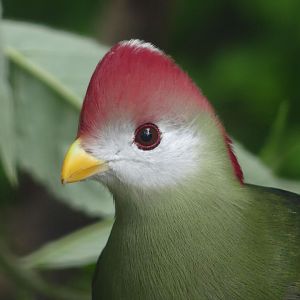 Red Crested Turaco - Zoo København - 26.05.25