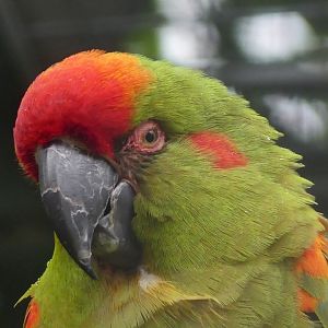 Red Fronted Macaw - Zoo København - 26.05.25