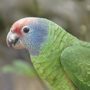 Red Tailed Amazon - Zoo København - 26.05.25