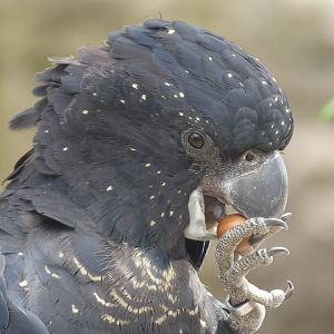 Red Tailed Black Cockatoo - Zoo København - 26.05.25
