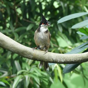 Red Whiskered Bulbul - Zoo København - 26.05.25