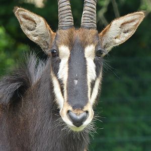 Sable Antelope - Zoo København - 26.05.25