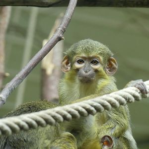 Talapoin Monkey - Zoo København - 26.05.25