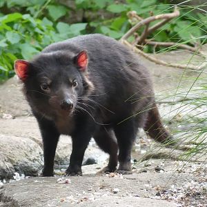 Tasmanian Devil - Zoo København - 26.05.25