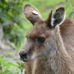 Tasmanian Grey Kangaroo - Zoo København - 26.05.25