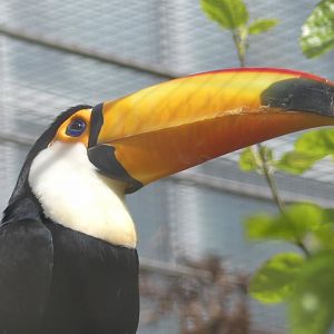 Toco Toucan - Zoo København - 26.05.25