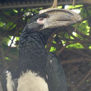 Trumpeter Hornbill - Zoo København - 26.05.25