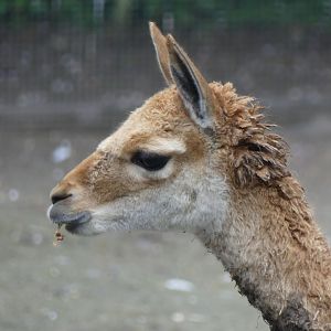 Vicuña - Zoo København - 26.05.25